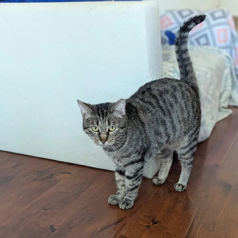 An adult medium-sized female Domestic Short Hair cat named Pippi for adoption in Fort Worth, TX