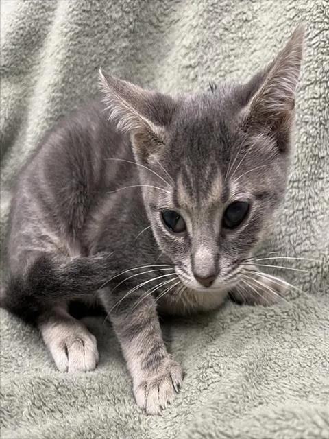 Sam