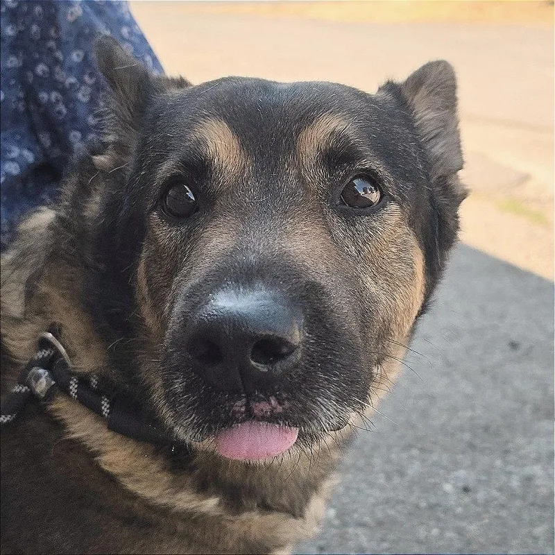 An adult large-sized male Black German Shepherd Dog dog named Kindness for adoption in Spokane, WA