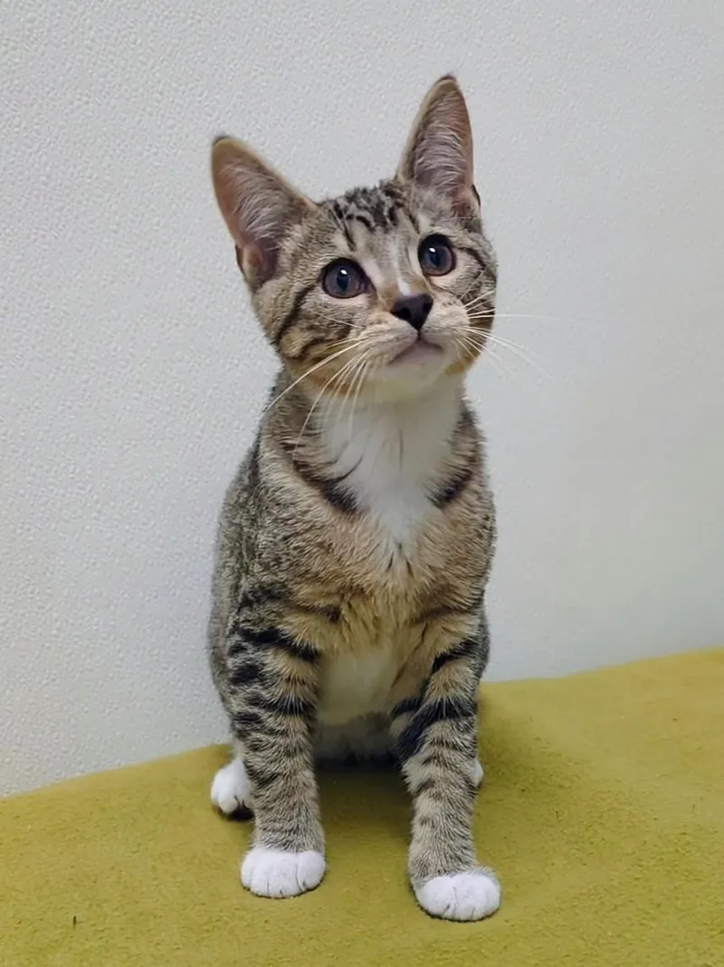 A baby large-sized male Tabby (Brown / Chocolate) Domestic Short Hair cat named Mark for adoption in Springfield, IL