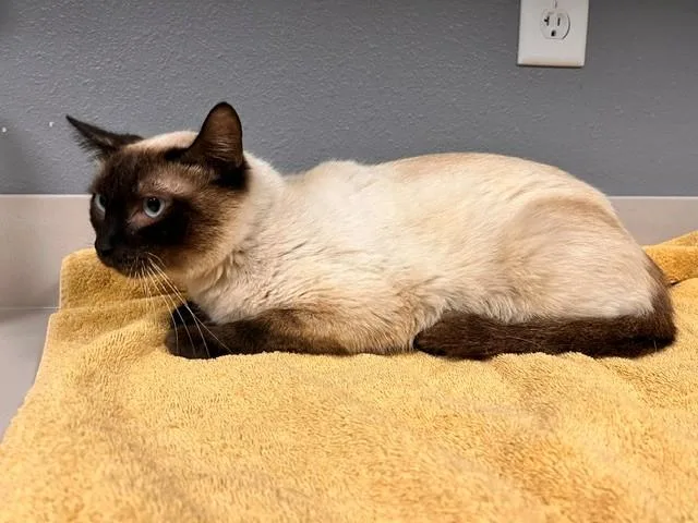 Purrlina