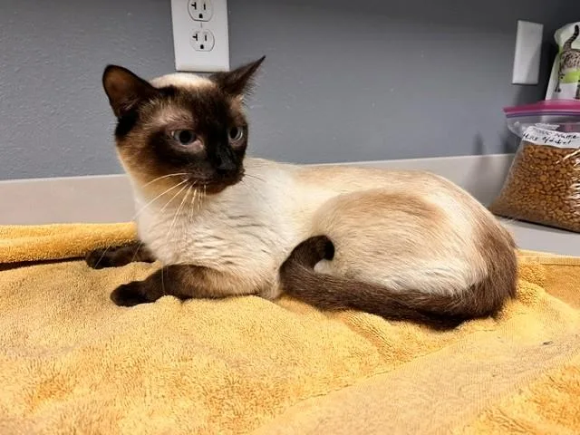 Purrlina thumbnail 2
