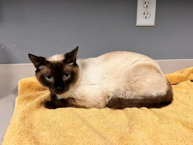 Purrlina thumbnail 3