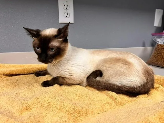 Purrlina thumbnail 4
