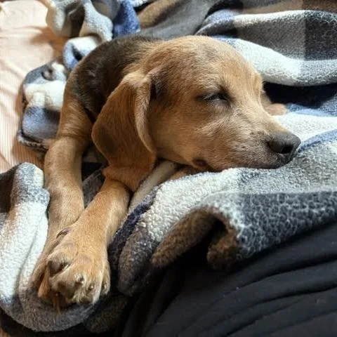A baby small-sized female Hound dog named Chandra for adoption in Charlottesville, VA