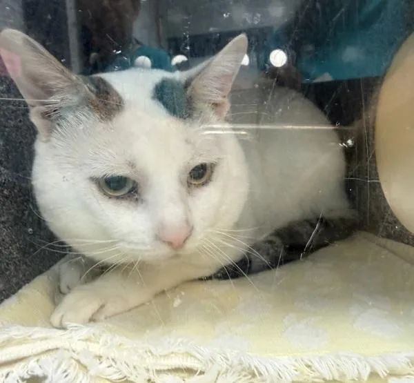 An adult large-sized male Domestic Short Hair cat named Knox for adoption in New York, NY