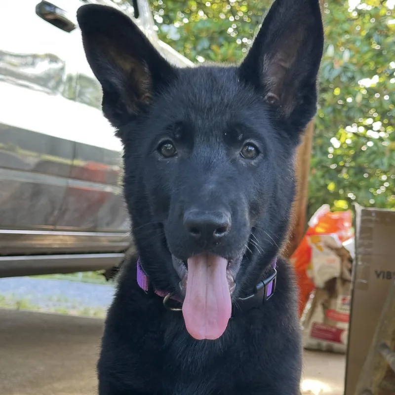 A baby large-sized female Black German Shepherd Dog dog named Sunny for adoption in Corinth, MS