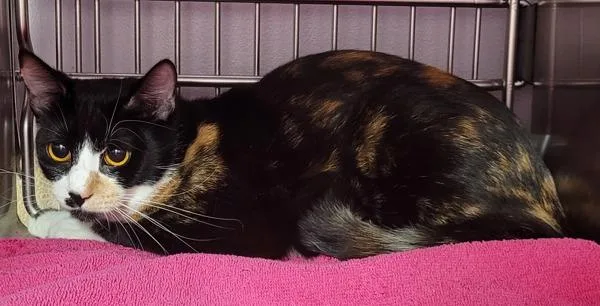 A young small-sized female Domestic Short Hair cat named Powder for adoption in Vancouver, WA