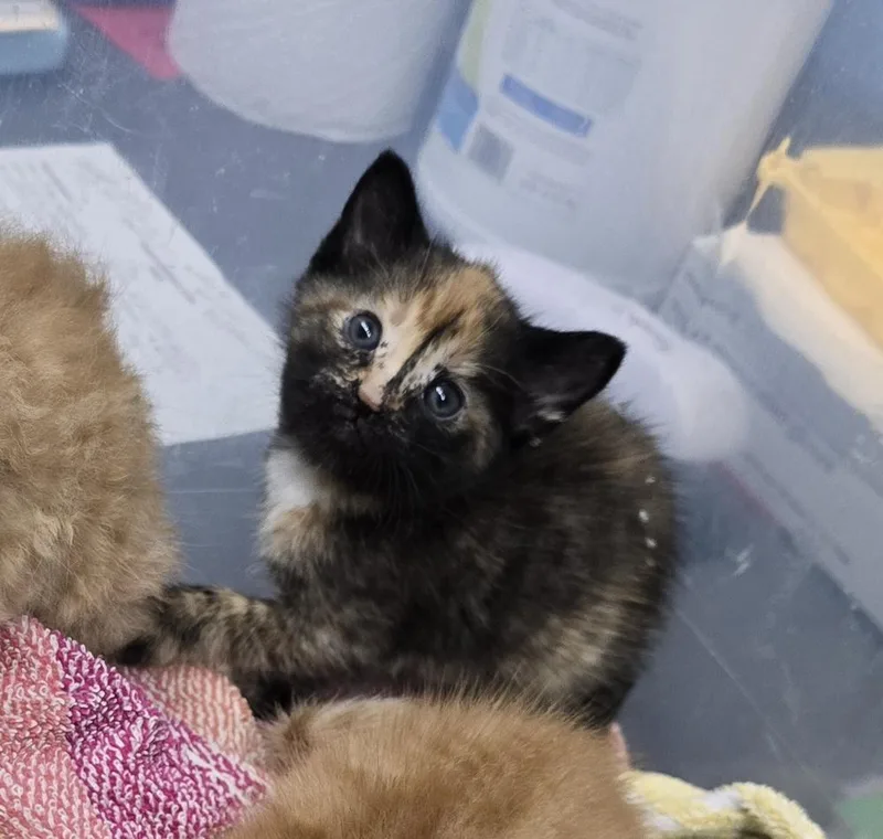 A baby small-sized female Domestic Short Hair cat named Chautauqua for adoption in Evansville, IN
