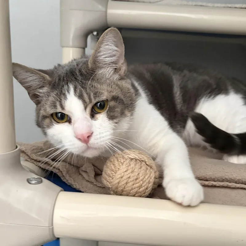 A young medium-sized male Gray / Blue / Silver Domestic Short Hair cat named Wild Boy for adoption in Ojai, CA