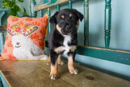 A baby small-sized male Labrador Retriever dog named Lickety Split for adoption in San Antonio, TX