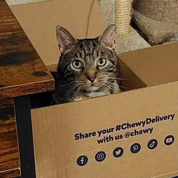 Sassafras thumbnail 2