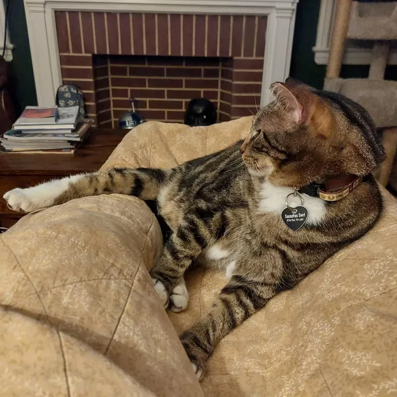 Sassafras thumbnail 3