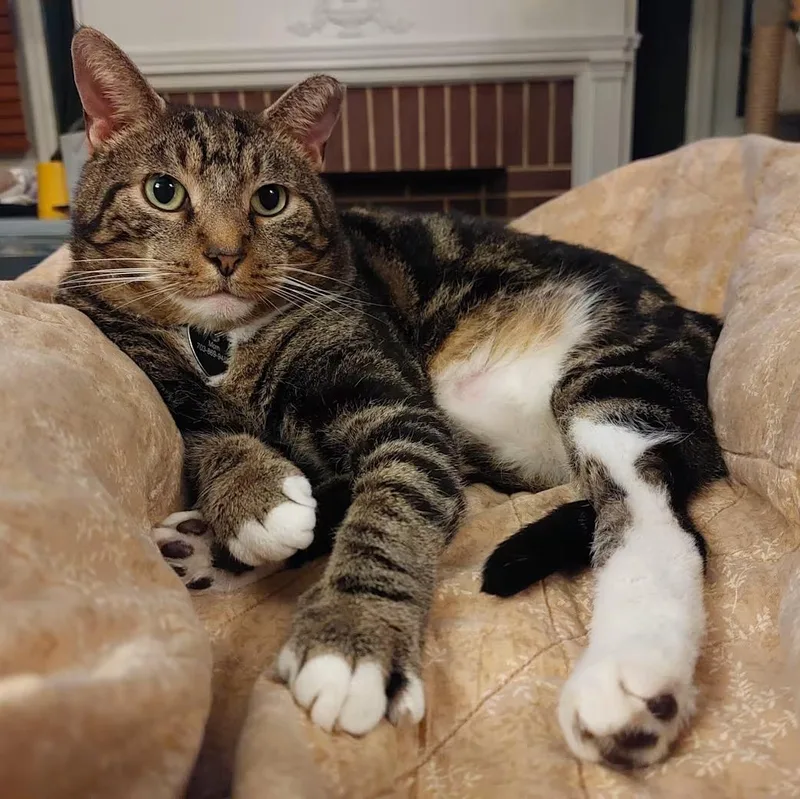 Sassafras thumbnail 4