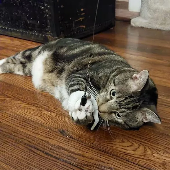 Sassafras thumbnail 5