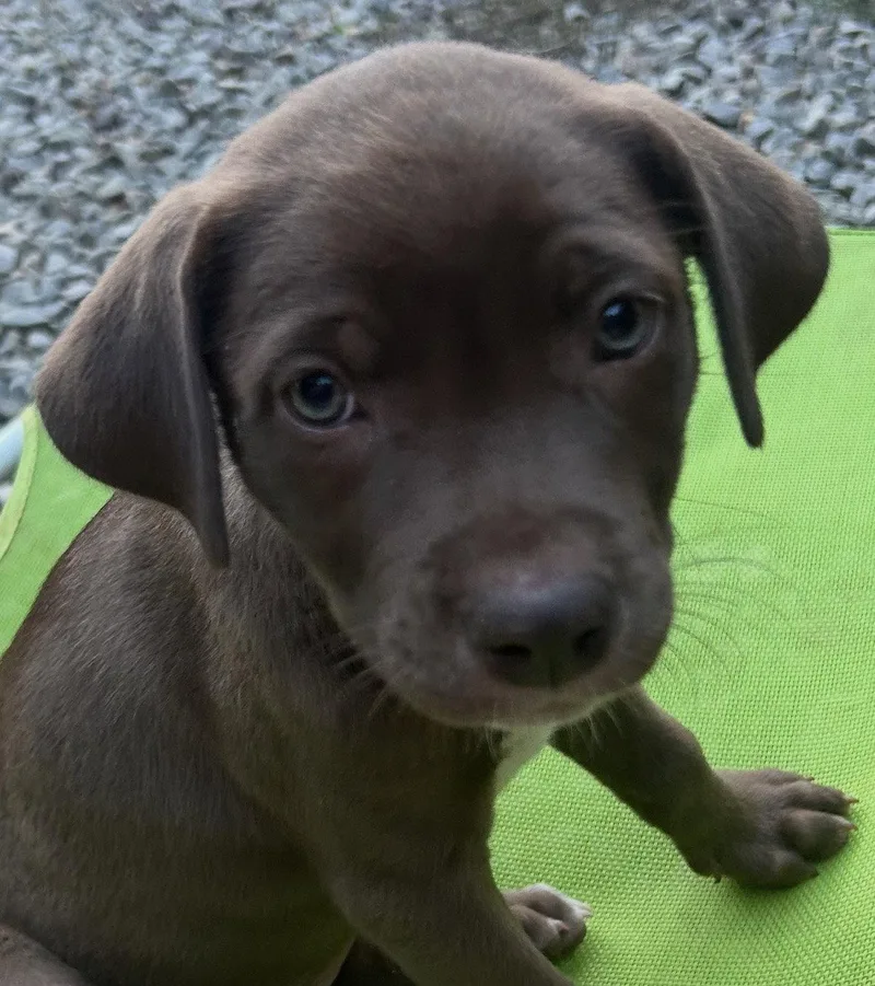 A baby large-sized female Labrador Retriever dog named Chili Lonestar for adoption in Rockaway, NJ