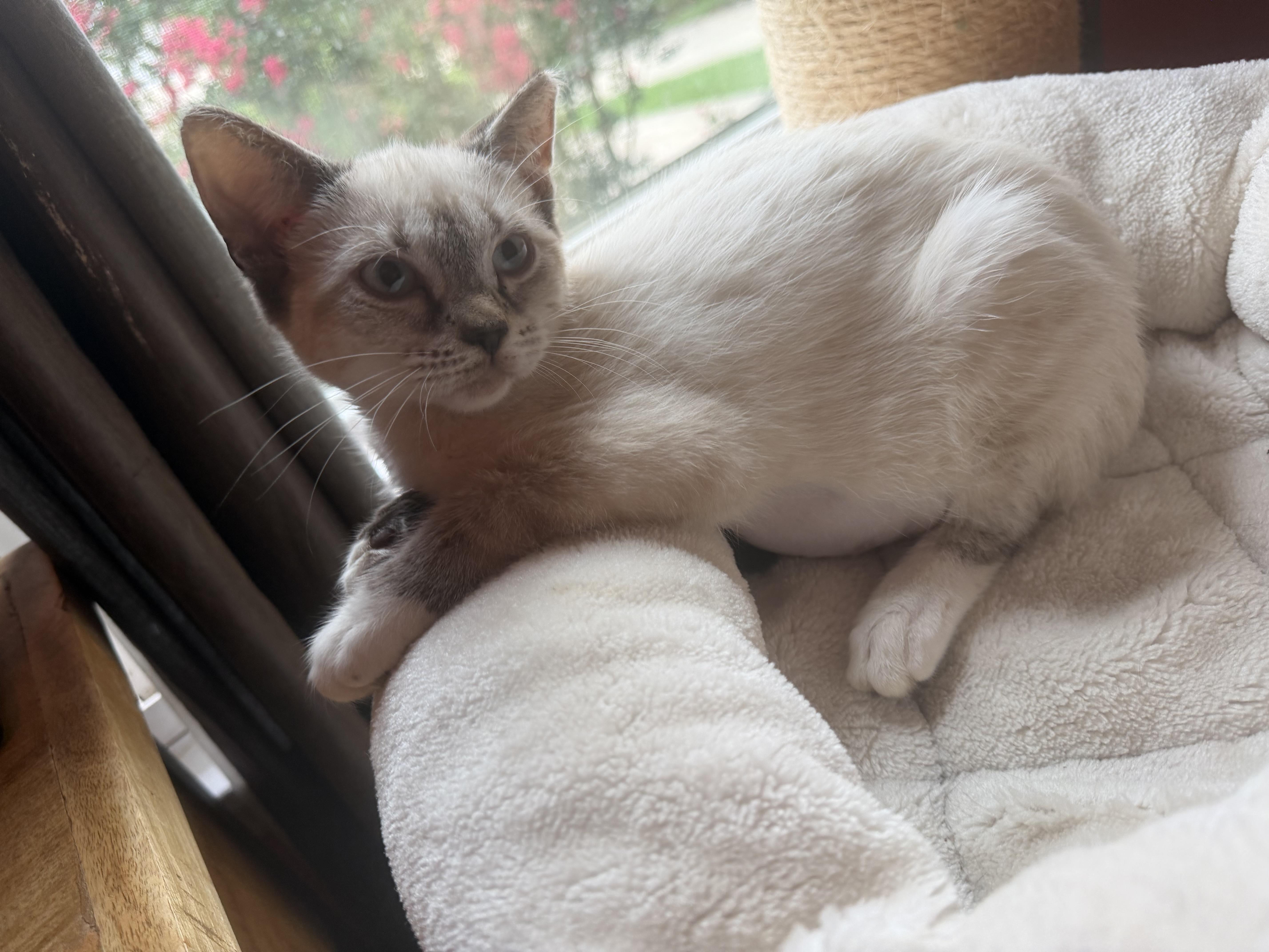 A baby small-sized female Siamese cat named Jinx & fluffer for adoption in Charlotte, NC