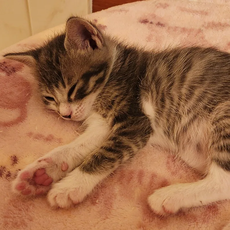 Milli