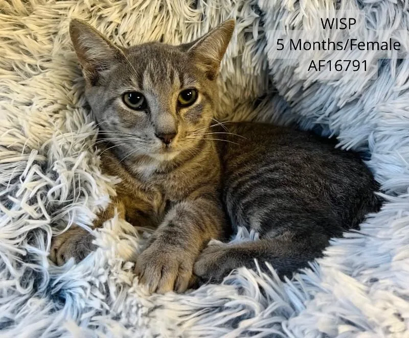 A young medium-sized female Tabby (Gray / Blue / Silver) Domestic Short Hair cat named Wisp for adoption in Supply, NC