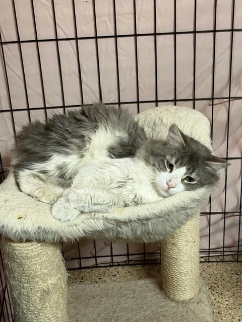 Larry Love Heart thumbnail 2