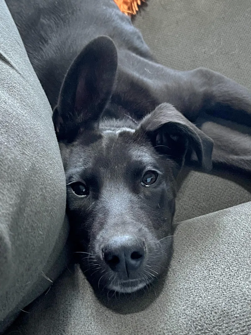 A baby medium-sized female Black Husky dog named Kai for adoption in Lincoln, NE