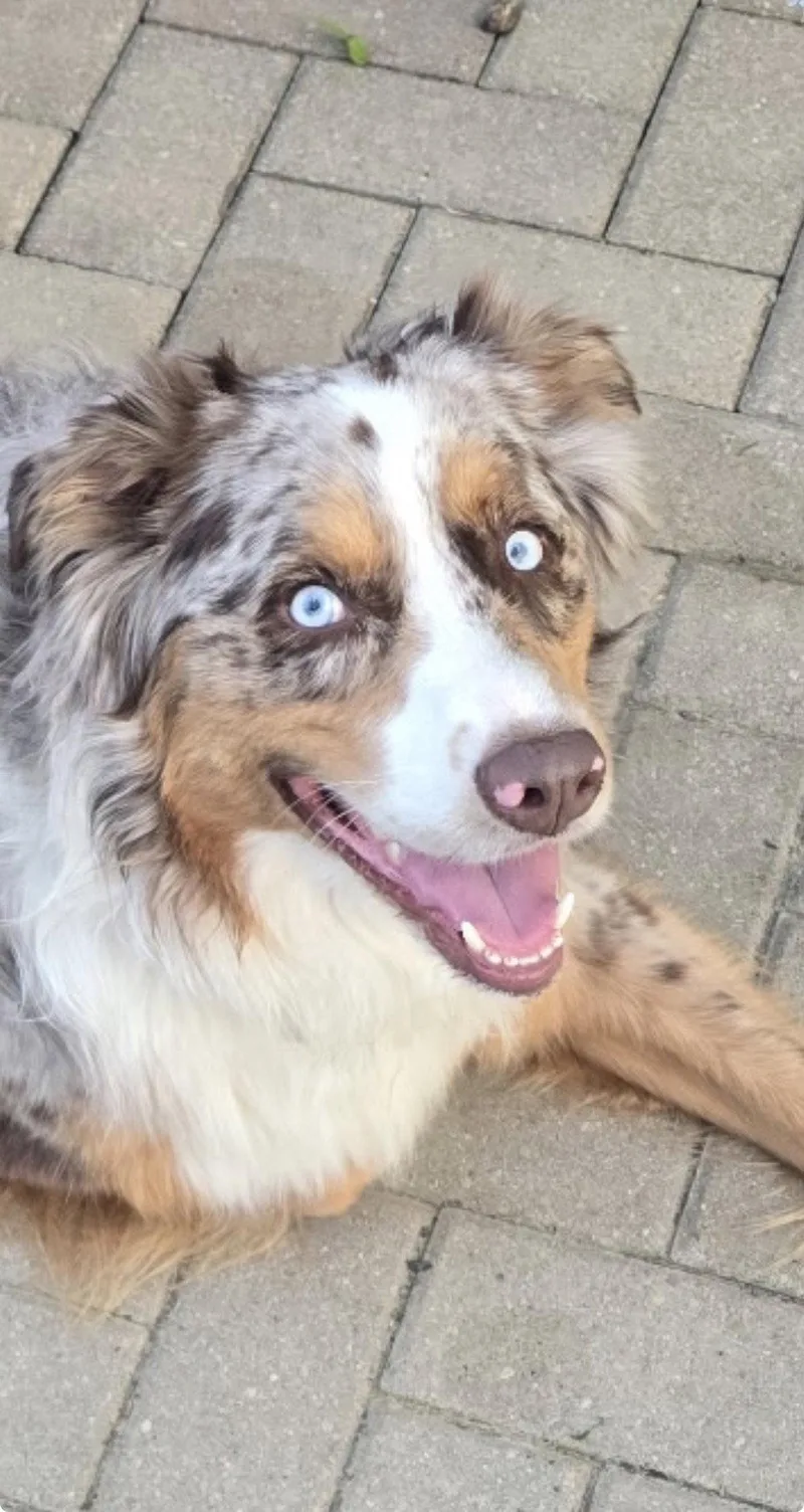 An adult medium-sized male Australian Shepherd dog named Loki for adoption in Tonawanda, NY