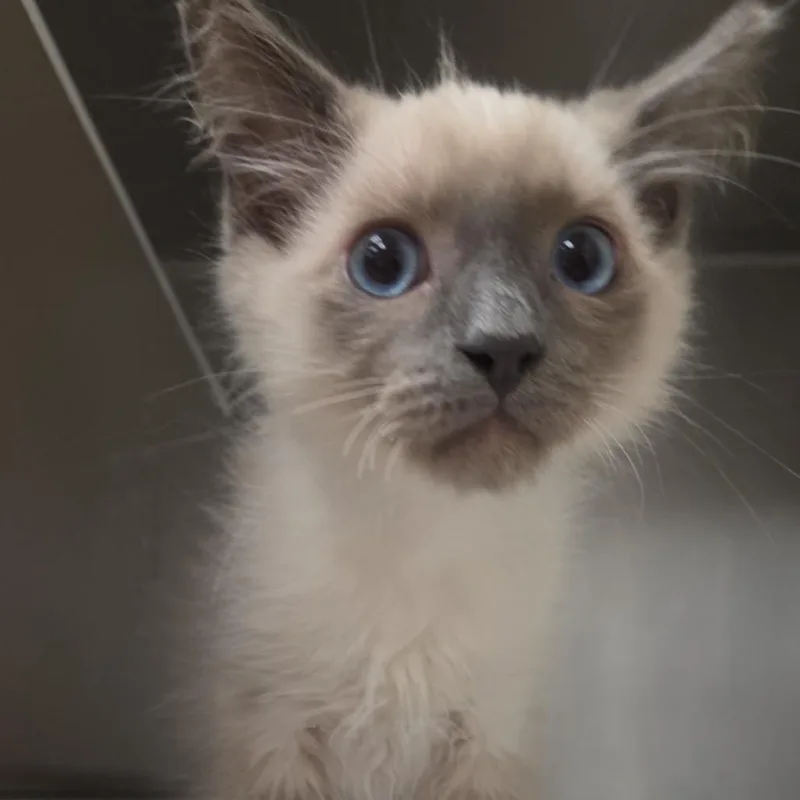 A baby small-sized male Gray / Blue / Silver Domestic Long Hair cat named JauneTom for adoption in Santa Barbara, CA