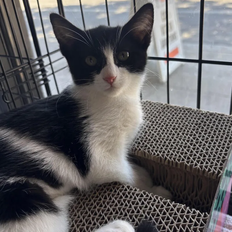 A baby small-sized female Black Domestic Short Hair cat named Chess for adoption in Los Angeles, CA