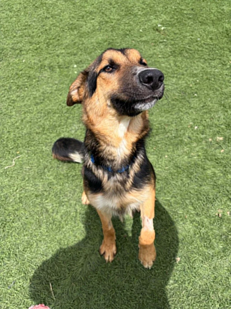 A young medium-sized male Brown / Chocolate Shepherd dog named Dexter for adoption in Lenexa, KS