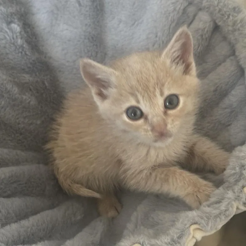 Palomino