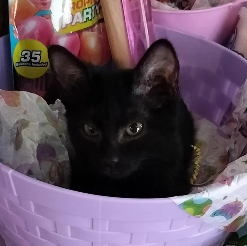 A baby large-sized male Domestic Short Hair cat named Bunny for adoption in San Jacinto, CA