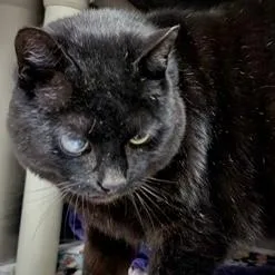 A senior large-sized male Domestic Short Hair cat named Jimmy Jr for adoption in Burlington, WA