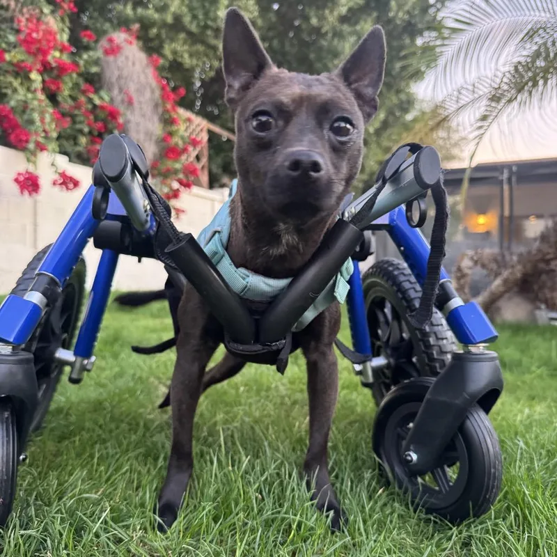 An adult small-sized male Black Chihuahua dog named Aiko for adoption in Phoenix, AZ