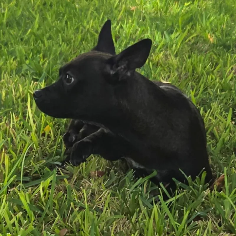 Aiko thumbnail 4