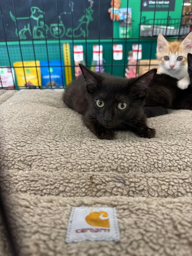 A young medium-sized male Domestic Short Hair cat named Evan for adoption in Tampa, FL