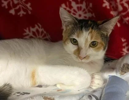 A baby small-sized female Domestic Short Hair cat named Smithers for adoption in Hobart, IN