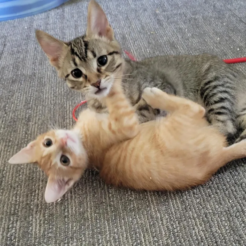 A baby medium-sized male Brown / Chocolate Domestic Short Hair cat named Tucker for adoption in Galveston, TX