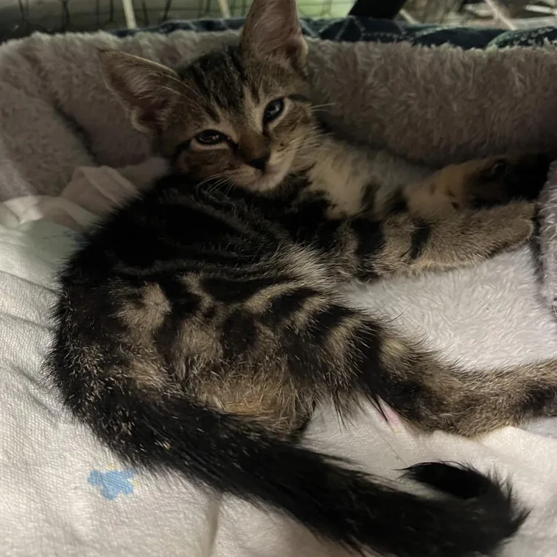 A baby small-sized male Gray / Blue / Silver Domestic Short Hair cat named Twix for adoption in Alexandria, VA