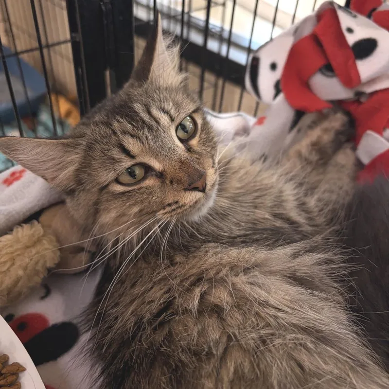 An adult medium-sized female Brown / Chocolate Domestic Medium Hair cat named Ruby for adoption in Deerfield, IL