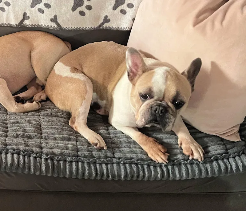 Romy Loves To Cuddle! thumbnail 4