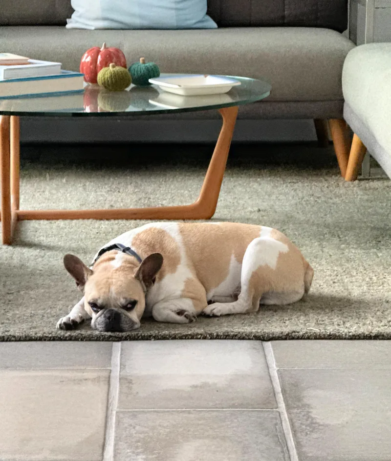 Romy Loves To Cuddle! thumbnail 6