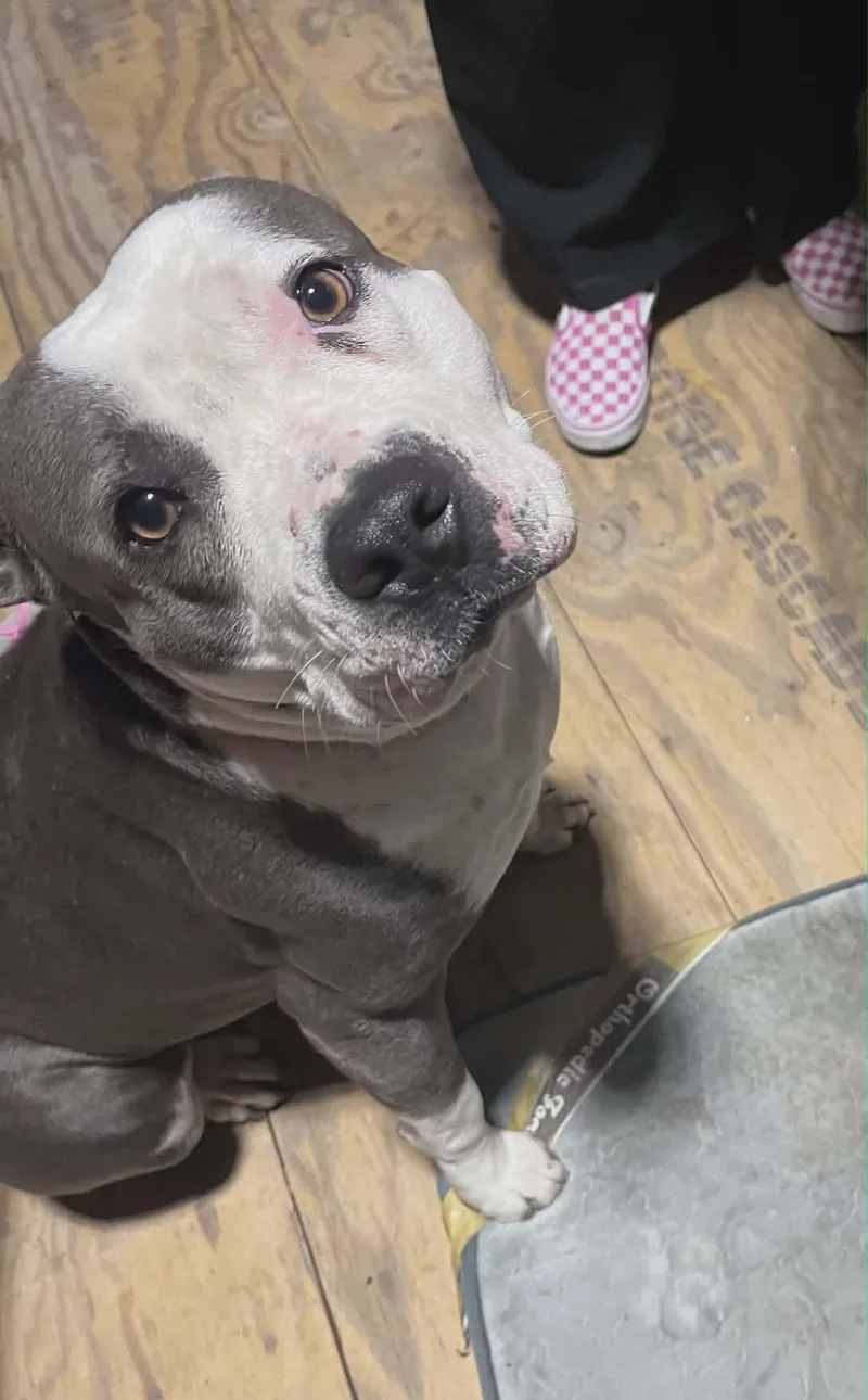 An adult medium-sized female Gray / Blue / Silver American Staffordshire Terrier dog named Lupita for adoption in Point, TX