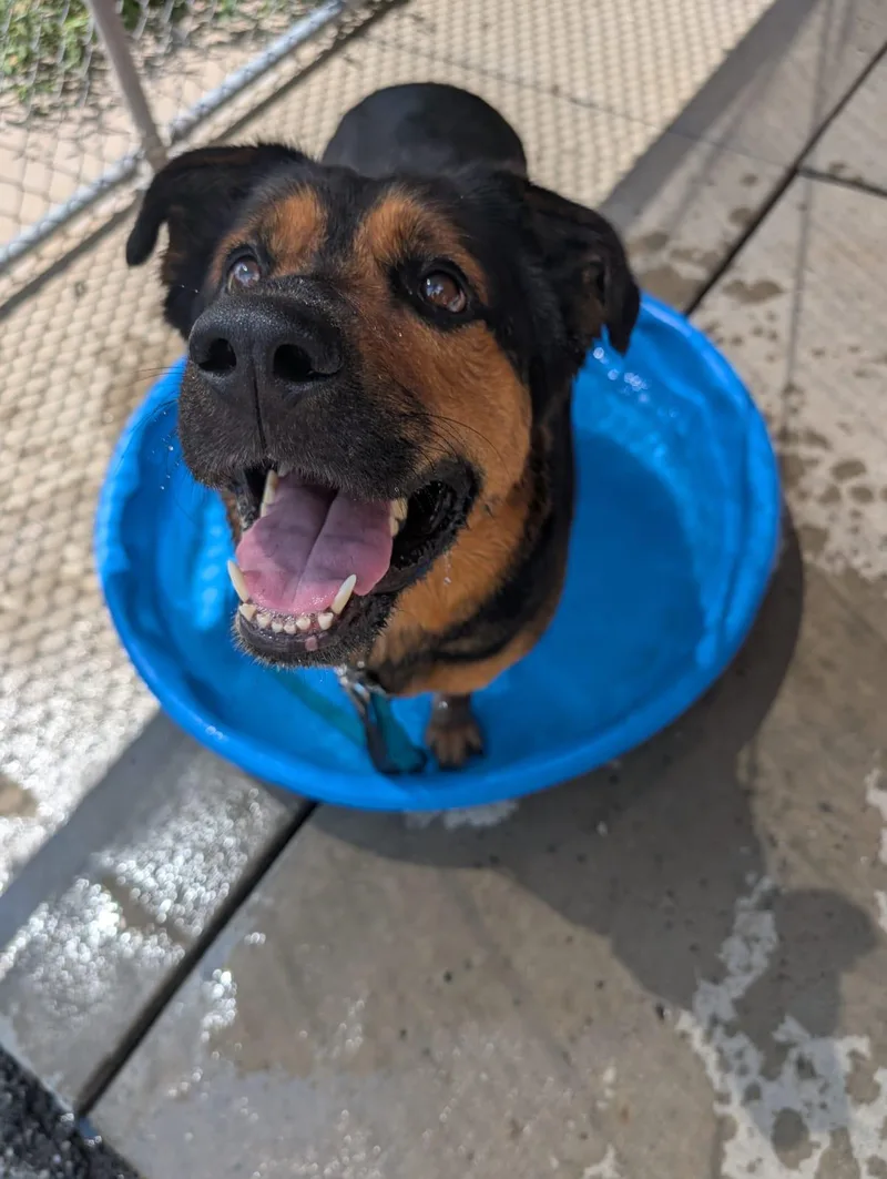 Firecracker thumbnail 2