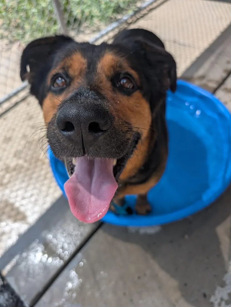 Firecracker thumbnail 3