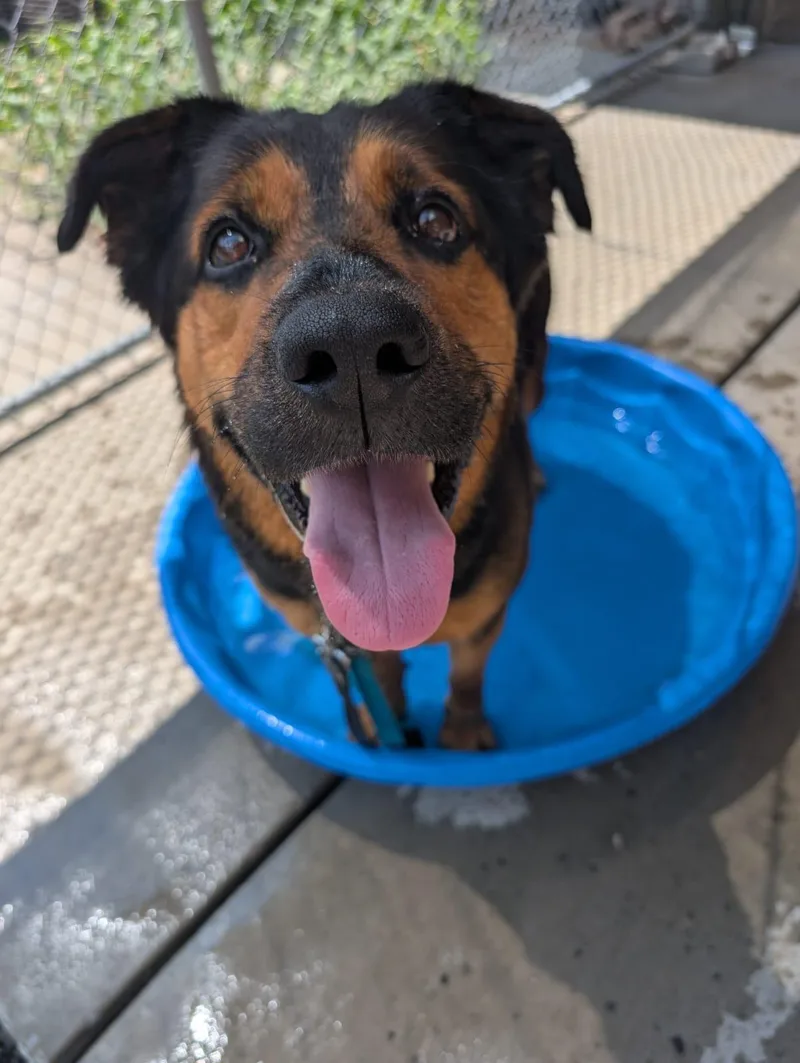 Firecracker thumbnail 5