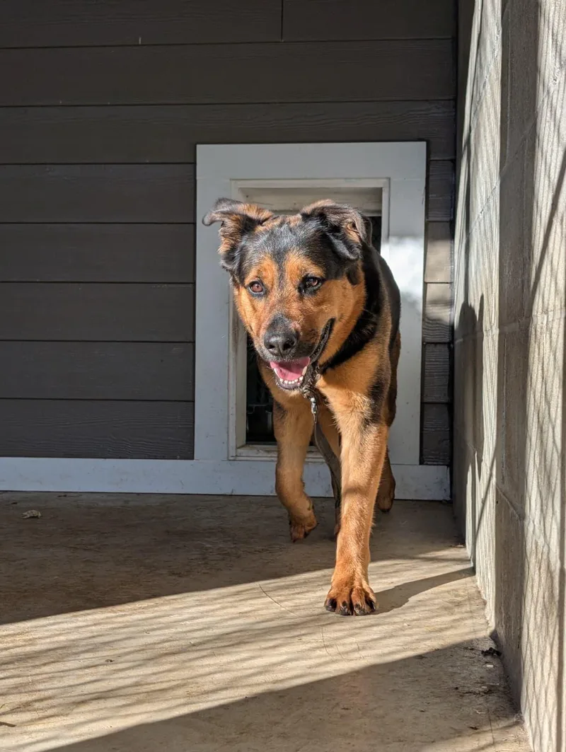 Firecracker thumbnail 6