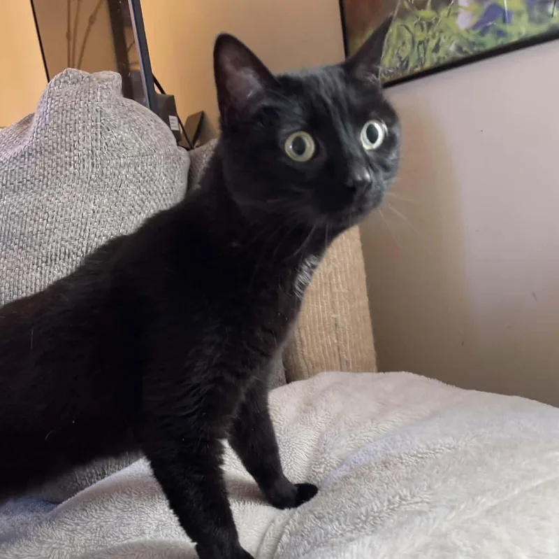 An adult medium-sized female Black Domestic Short Hair cat named Lucy for adoption in Scranton, PA