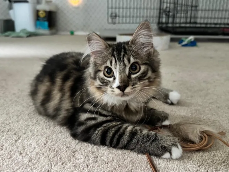 Augustina