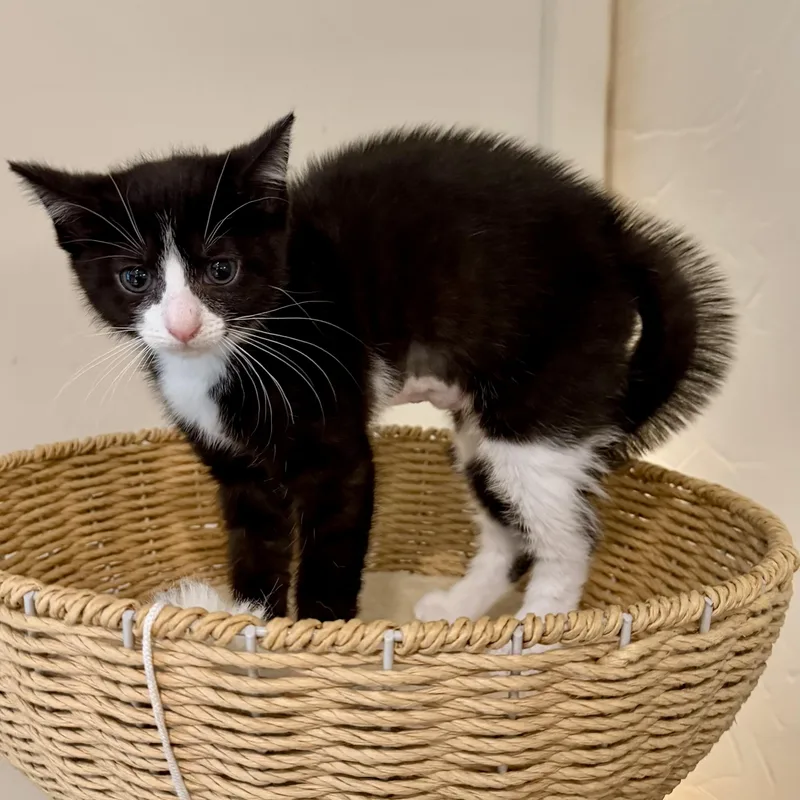 A baby medium-sized female Black & White / Tuxedo Domestic Short Hair cat named Haiku for adoption in Richmond, VA