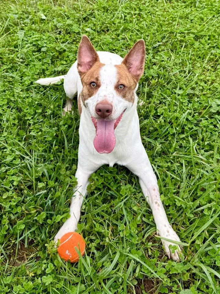 An adult medium-sized female White / Cream Mixed Breed dog named Tizzy for adoption in Wooster, OH